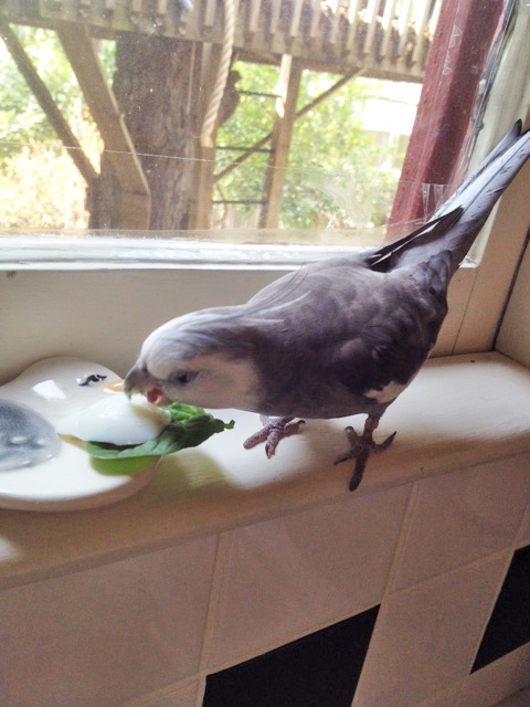 Yes - I understand now why you didn't bring a waffle - they are heavy and you are small like me. This gift is very nice - you can come back anytime!