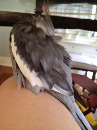 I feel sleepy - right away, no waiting is the best time for my nap.