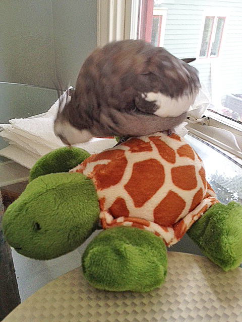 I don't see a single feather anywhere!