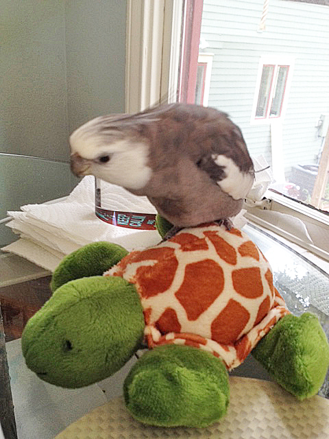 Not a one. Although I don't mind the coloration - the extremities are a particularly delicate shade of "houseplant green."