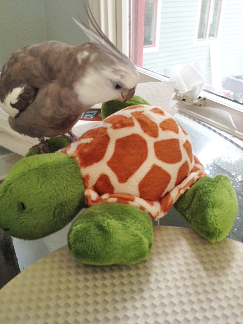 ANOTHER one? Mom, seriously? This one doesn't have any feathers either!