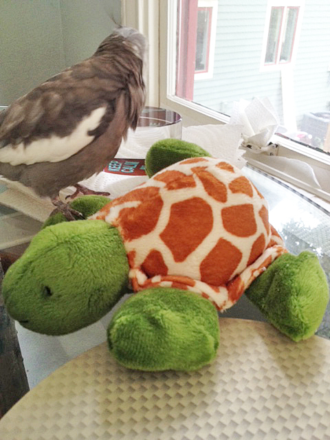 There are so many beings with feathers right out there - why couldn't you have chosen one of them if you must expand our flock?