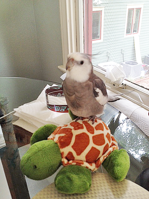 At least it is soft under my sensitive pink feet....that counts for something.