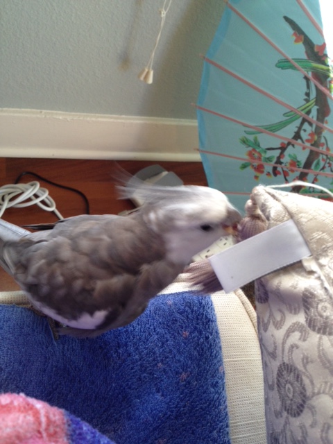 Now that we are on a first-name basis, let's grab beaks in greeting.