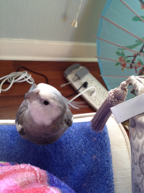 Mom? He says his name is "Tassell" and he'd like to do some modeling together.