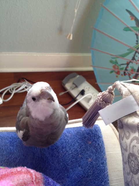 Can you go get the small rectangular flashing thing  we use for modeling shoots?