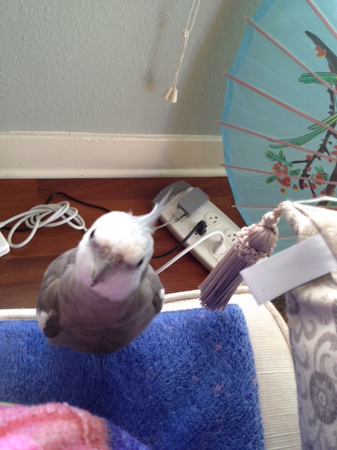 What's that? The toasted waffle refreshments are here? Okay, time for a break!