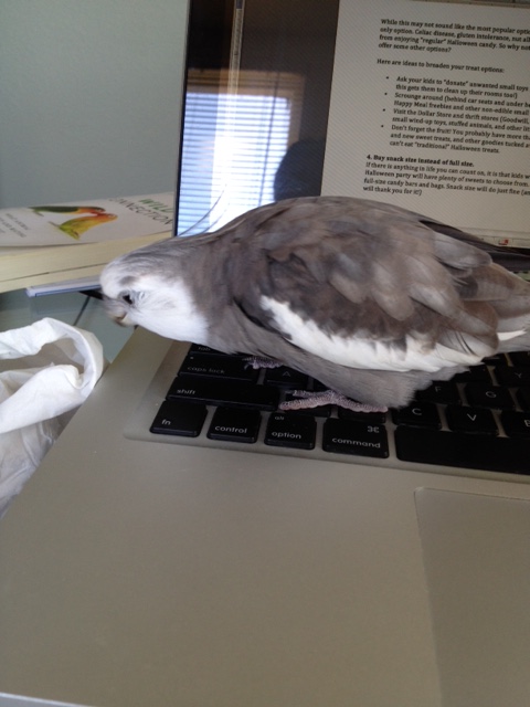 I see you. You can't hide from the feathers.