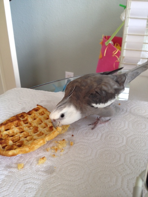 Okay, Mom. Mom? We can start the photo shoot. Let's call this one "Bird Consumes Waffle."