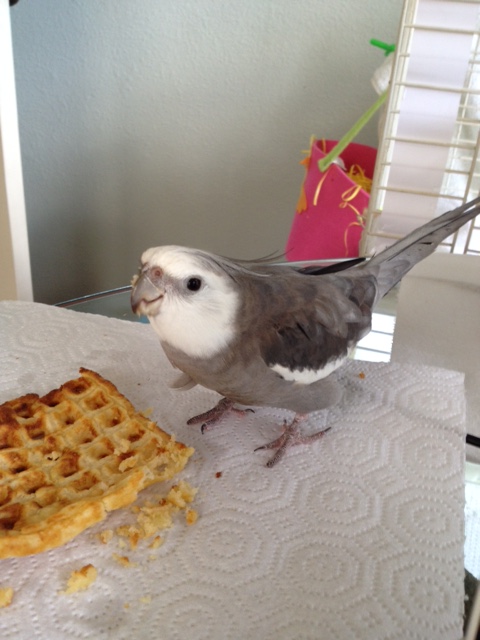 And for the photo shoot finale - "Cute Bird....with Waffle."