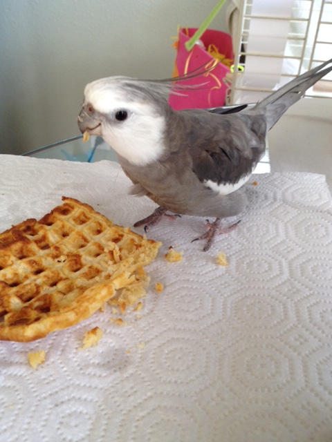 Let's call this one "Bird With Waffle." 