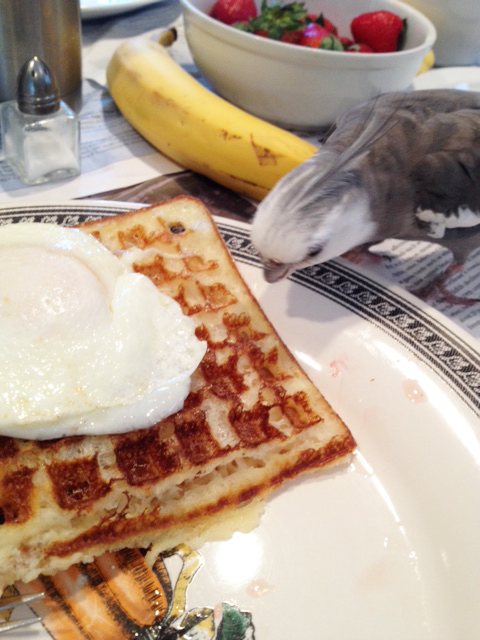 Yes. This looks PERFECT - both delicious and nutritious.