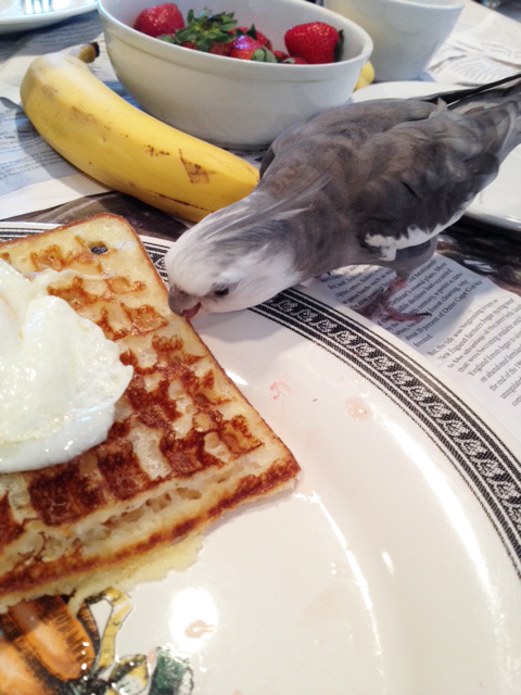 Waitress, please give my compliments to the chef!