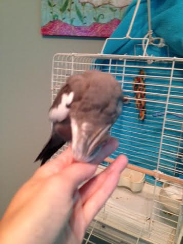 My neck feathers itch - I'm sure my masseuse can fit me in right away, no waiting.