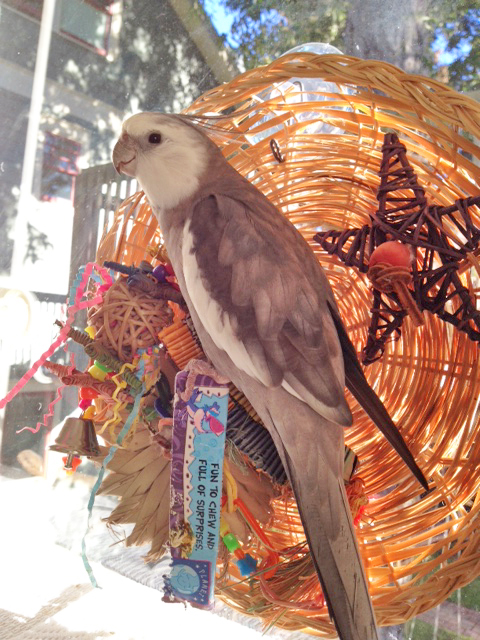 I am feeling the need for some "manly manbird" time.