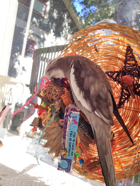 It's a good thing I'm so skilled at "remodeling" so I can get some man cave time without the flock complaining.