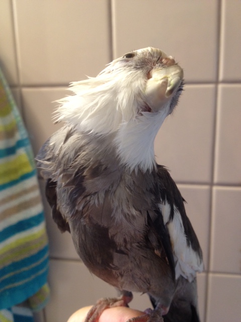A playful "feathers forward" head-tilt 