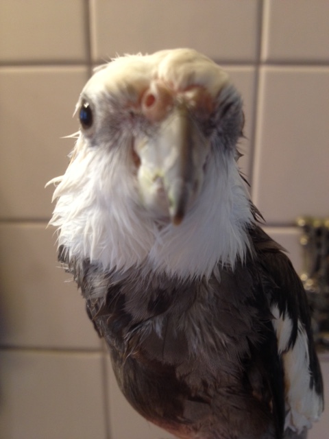 The "feathers forward" look is going to be very big this year.