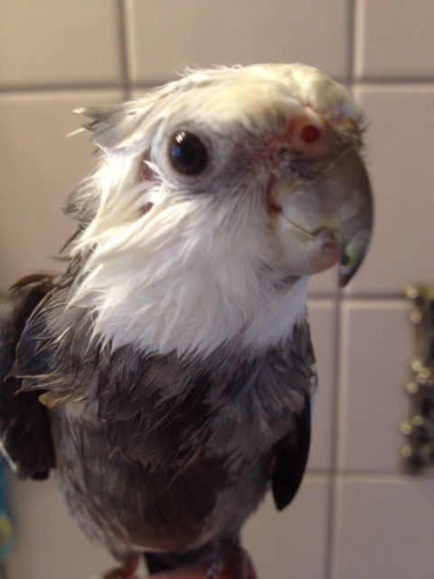 Here the model draws the viewer in with a compelling half-profile "feathers forward" pose.