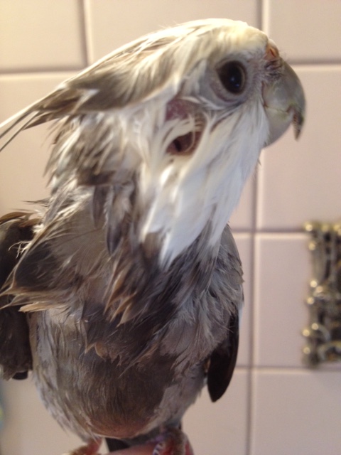 The three-quarters profile "feathers forward" pose highlights natural leadership skills.