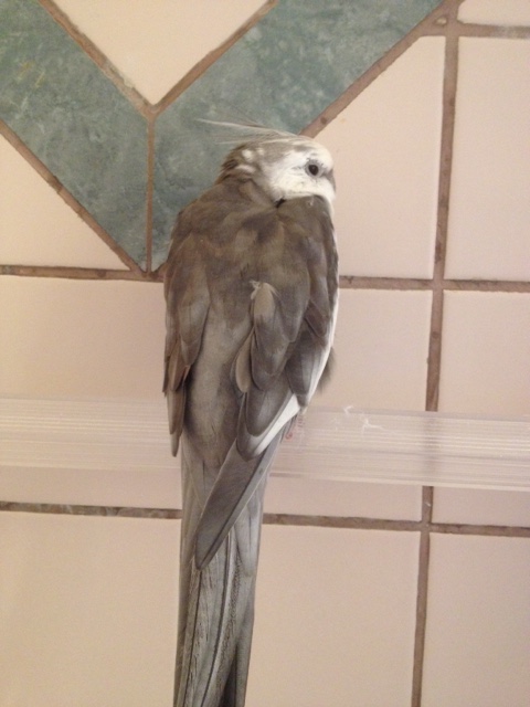 Simply ignoring her and her repetitive (irritating) requests to "step up" can sometimes be enough.