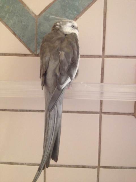 Pretending to be exhausted can evoke her sympathy and make her forget all about the shower out of concern for you.