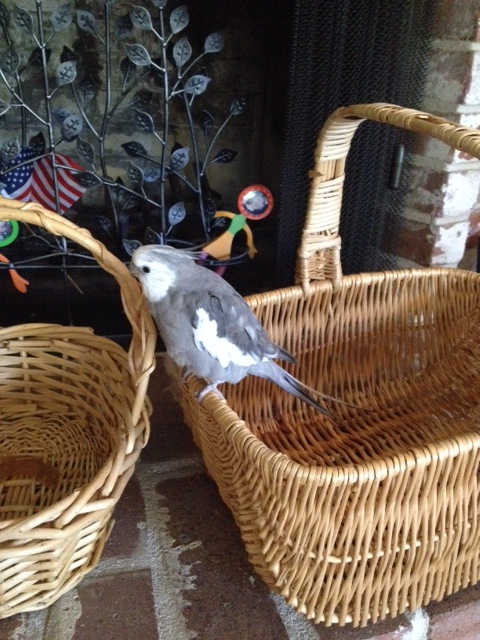 Well, that one won't do - it is too round and ladylike for a manly manbird such as myself.