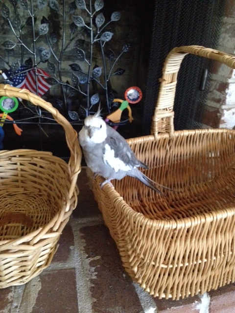 So these are the choices, Mom?