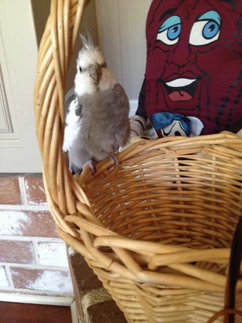 This is the one, Mom. Thick and masculine, challenging to remodel, and just a touch of softness to lure the ladybirds in....