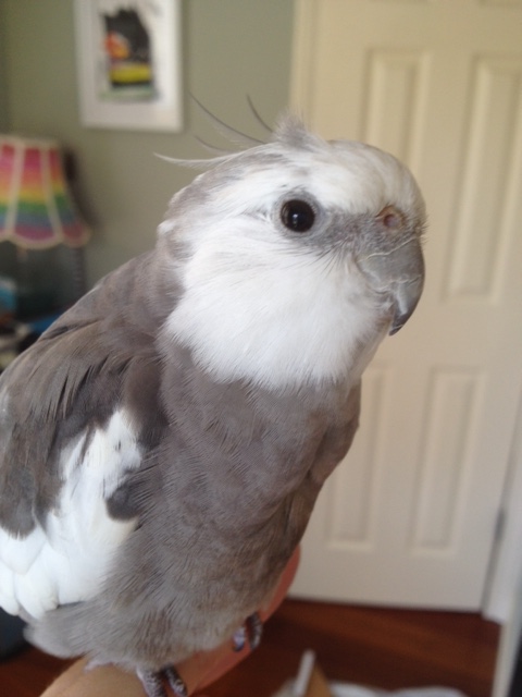 An interview request? Sure, I can do an interview about how integral feathers are to fashion.