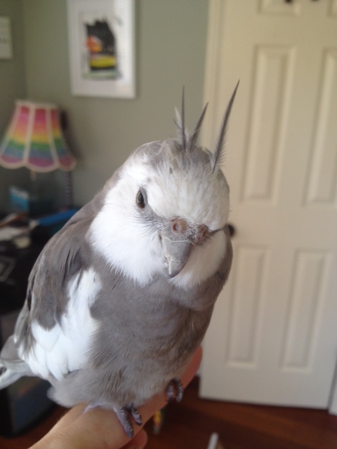 See the fine crest feathers and how the fluffy feather perfectly accents them?