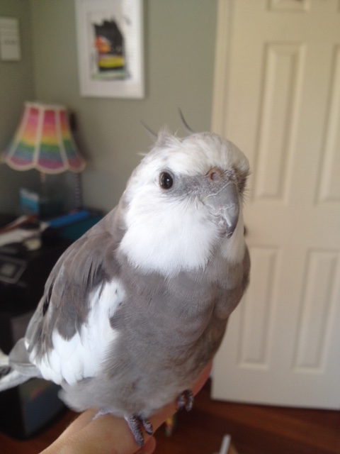 Sure, you can take another photo of the fluffy feather for your editorial.