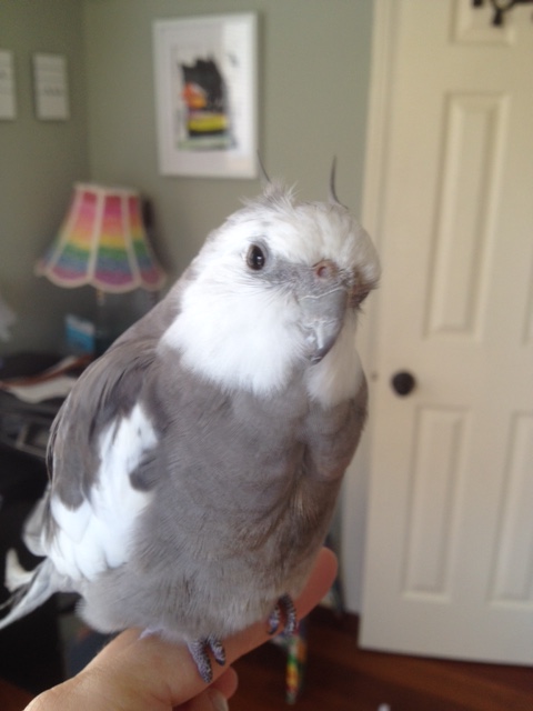 So I chose this particular feather because it perfectly complements my (cute, feathery) crest - one is fluffy and one is fine.