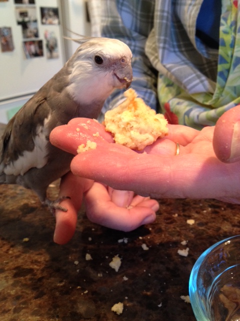 Yes, you may take some "close up" photos of Boxing Day this year.