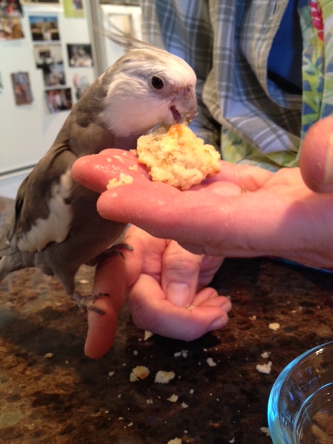 I agree - I do look very cute chowing down on biscuit.