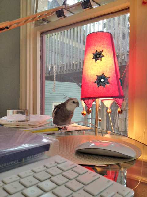 Oh boy. There she goes again, getting distracted by that small shelled being.