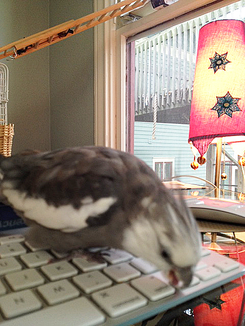 This should perfectly prove my point that the small shelled being is a security risk that cannot be tolerated.