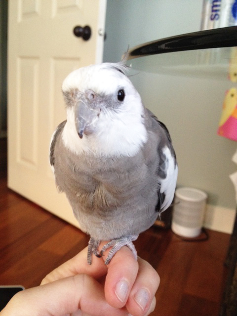 .007. Feathered and furtive, clawed and cute, lovely and lethal.