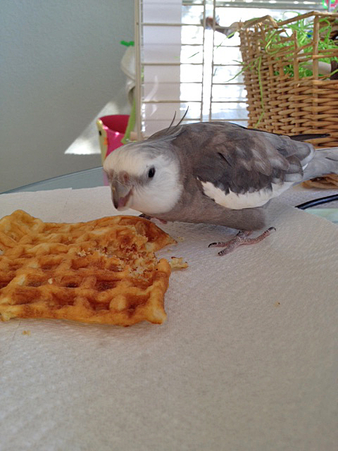 The world-renowned gourmand pauses to process his findings.
