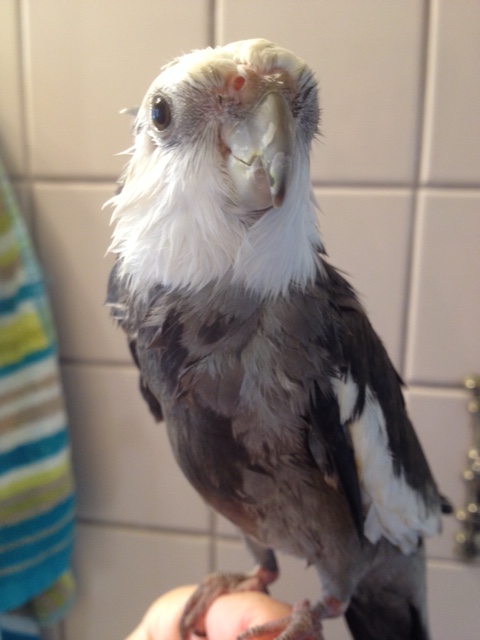 Here is James (Pearl) Bond - sporting the same classic coloration and confident demeanor.