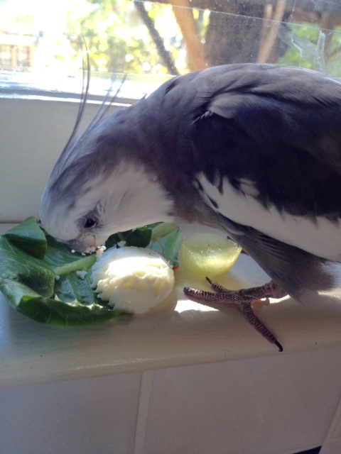Well, this looks delicious - one hard-boiled egg, made to order.