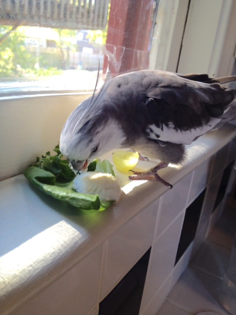 How'd you get in here, anyway? You snuck in in disguise, didn't you.