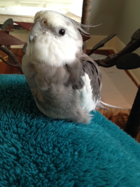 I'm not fluffing my feathers just to look cute.
