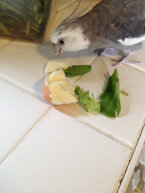 What a perfect "extraction disguise" - egg on a bed of greens. No one will even know you're gone!