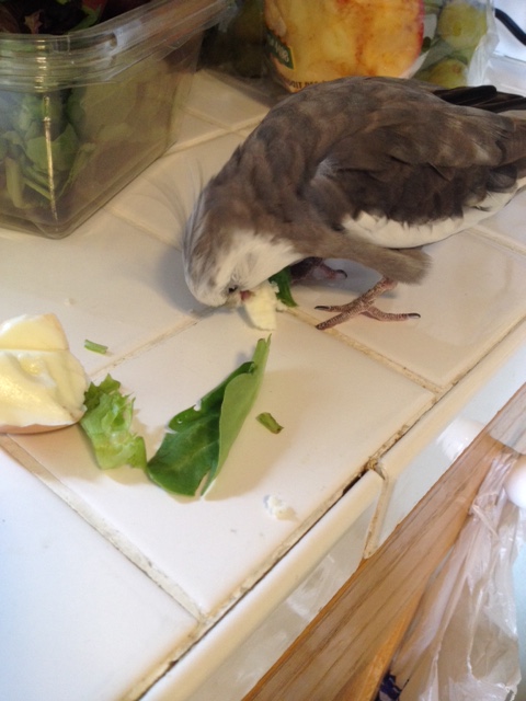 Ahhh. Here it is now. Let me just check it all over for safety.