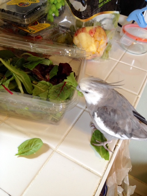 Anyone else? Step on it - we have no time to lose!