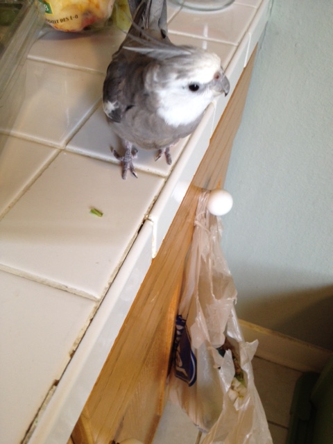 Okay, the coast is clear - the escape pod should be arriving any time now!