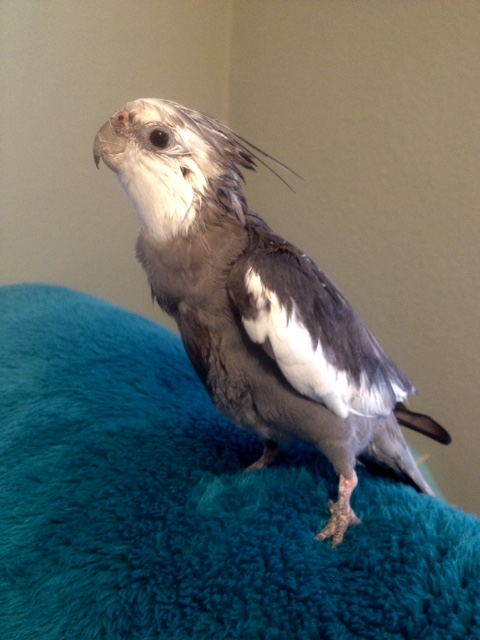 Notice how the singularly spiky crest and neck feathers fan out into a natural wreath just above the neck line.