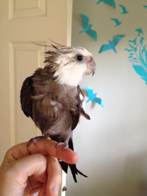 Notice how the model's "quills" spike straight up and out in all directions away from the neck line.