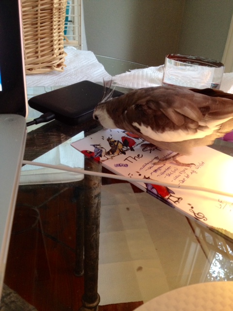 Hey guys, what'd'ya think? Want to be on TV?